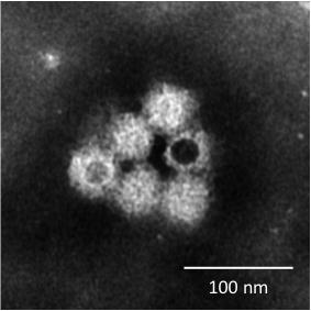 福岡県感染症情報