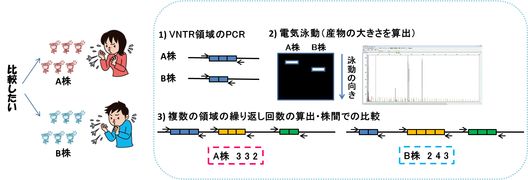 Variable numbers of tandem repeats (VNTR)