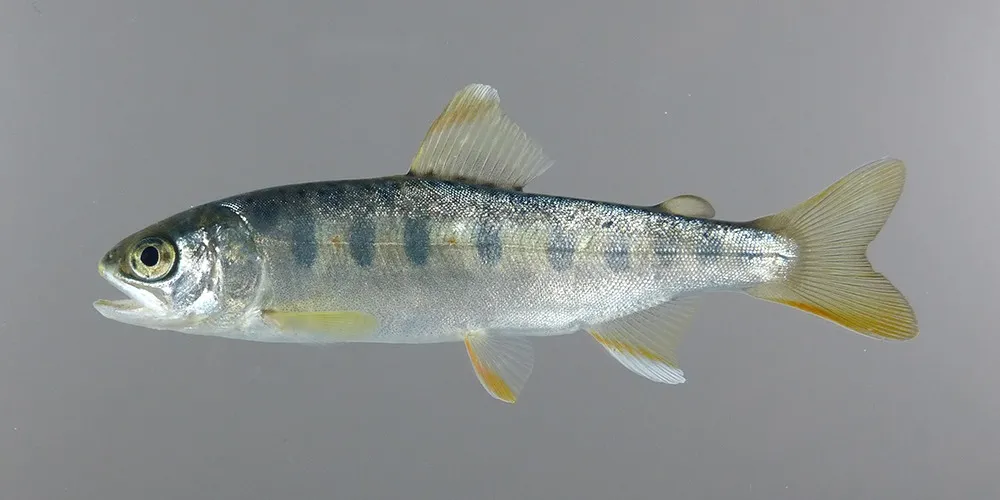 写真2　冷水性魚類の例（ヤマメ）