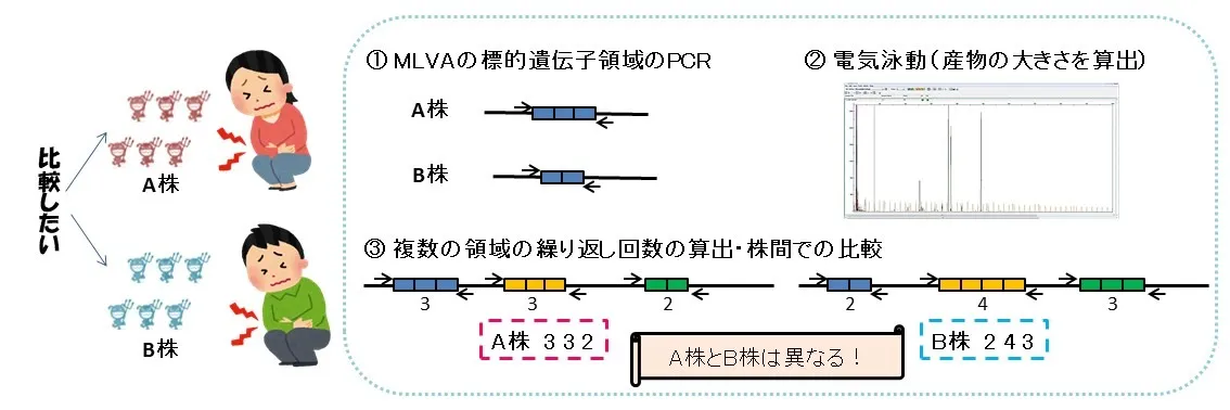 図3 MLVA法の流れ