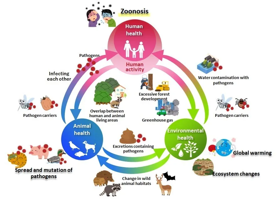 Figure 2   Zoonosis