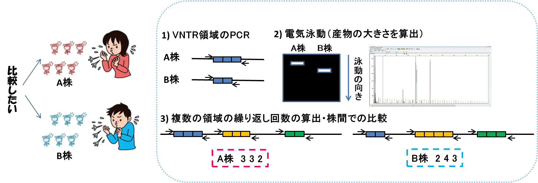 図2 VNTR解析の流れ
