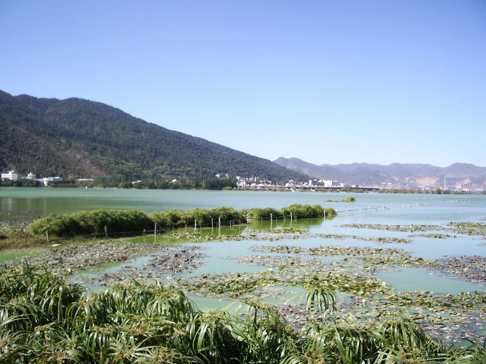 植物を利用した水浄化対策（中国雲南省昆明にて）
