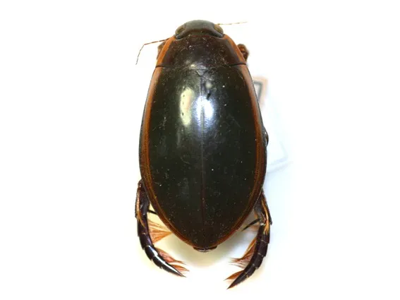 図3　ゲンゴロウ：福岡県絶滅種（EX）