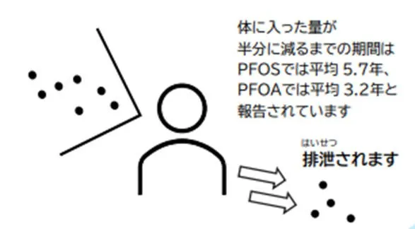 図：体内での蓄積期間