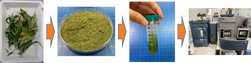 図：大麻草検査の概要