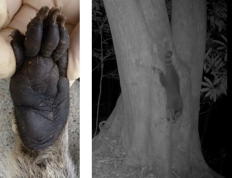 アライグマの前脚の手（左）と木を登り降りする様子（右）の画像