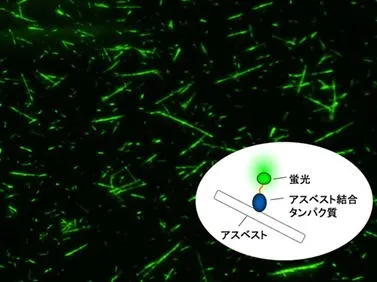 図：蛍光を発するアスベスト繊維（蛍光顕微鏡画像）と、蛍光発色のイメージ