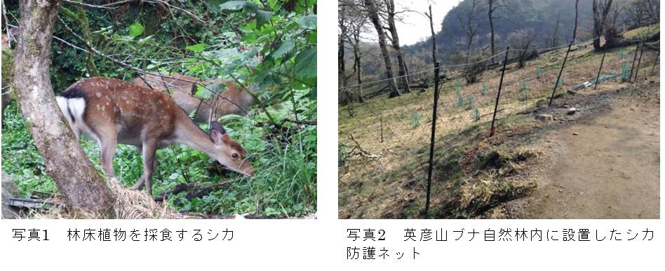 トピックス：英彦山・犬ヶ岳におけるシカ対策（福岡県保健環境研究所）