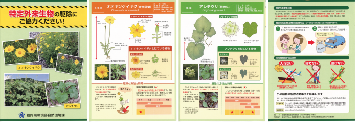 トピックス 特定外来生物オオキンケイギクの防除について 福岡県保健環境研究所